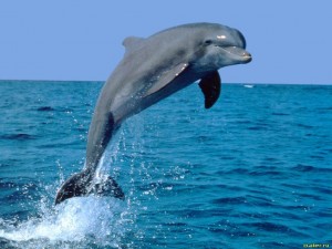 Дельфин.