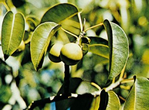 Растение Mancinella.