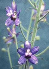 Растение Staphysagria.